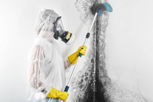 Asbestos and Lead Testing During Mold Inspection in Jacobus, PA